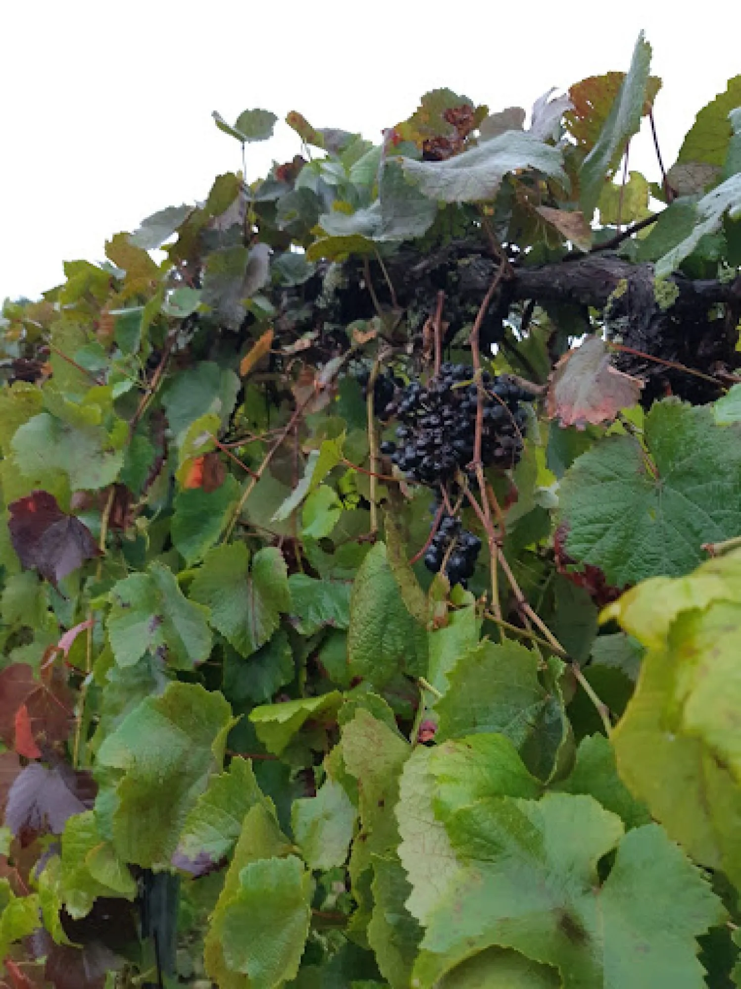 E-chopper wijnboerderij